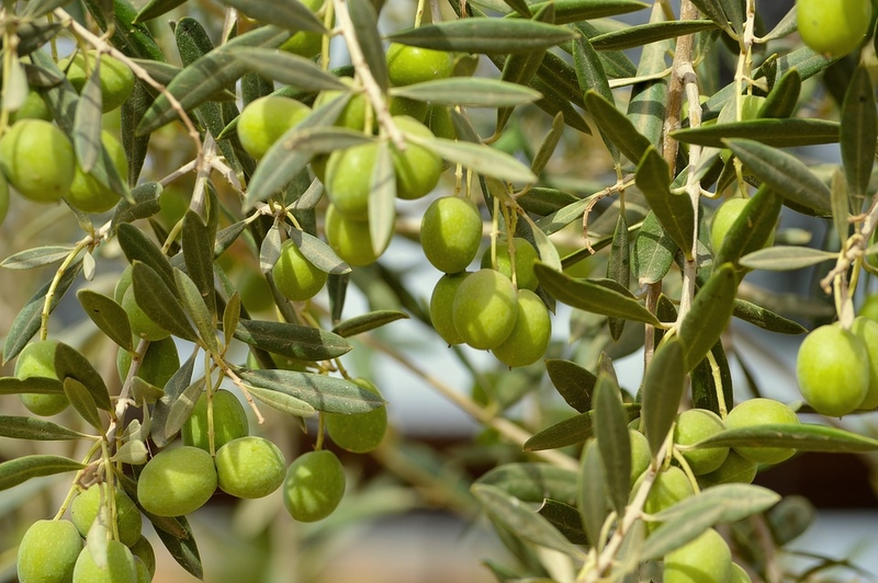 La sequía arrasa con las expectativas de la buena cosecha de aceituna en Tierras de Granadilla