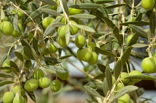 La sequía arrasa con las expectativas de la buena cosecha de aceituna en Tierras de Granadilla