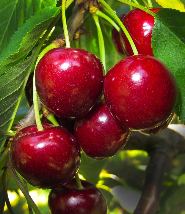 La Diputación organiza un curso de fruticultura para jóvenes desempleados en el Valle del Jerte