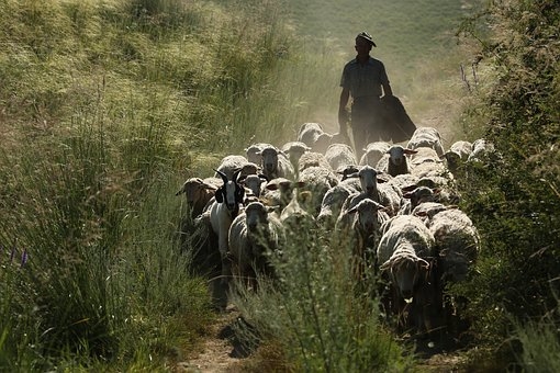 Un rebaño de 300 ovejas participará en la Ruta de la Trashumancia de la Reserva de la Biosfera de Monfragüe 