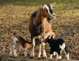Algunas cuestiones sobre la cabra: La vida de las cabras  y los chivos