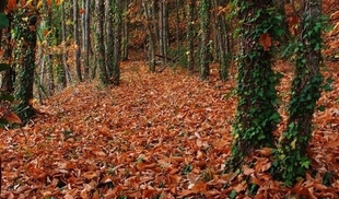 La Fiesta de Interés Turístico Nacional 'Otoño Mágico' del Ambroz ya ha sido publicada en el BOE