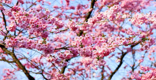 Ya está publicada la programación oficial completa de la primavera y cerezo en flor 2018