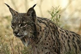 Nacen tres cachorros de lince ibérico en el centro de cría en cautividad de Zarza de Granadilla 