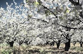 La Mancomunidad del Valle del Jerte vaticina que la floración de cerezos se retrasará hasta principios de abril