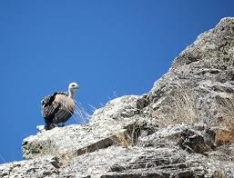 El parque Nacional de Monfragüe ofrece un taller de identificación de aves para Semana Santa