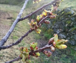 La floración de los cerezos del Valle del Jerte comenzará a mediados de esta semana si no hay cambios meteorológicos