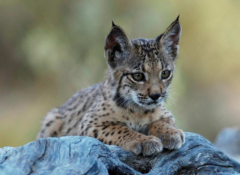 La lince 'Estela' pare a tres cachorros en el centro de cría de Zarza de Granadilla