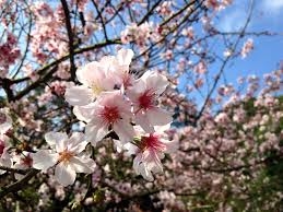  La floración de los cerezos del Valle del Jerte alcanzará su máximo esplendor esta semana