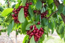 La Mancomunidad del Valle del Jerte aprueba una moción en apoyo a los agricultores