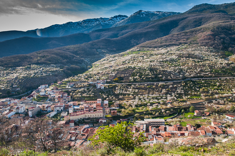 La floración ha comenzado en el Valle del Jerte. Primavera y Cerezo en Flor 2019