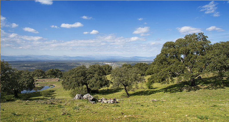 Este domingo se lleva a cabo una batida en Valcorchero
