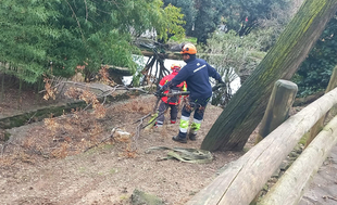 El Ayuntamiento informa de las actuaciones en el Parque de los Pinos tras la borrasca Marta